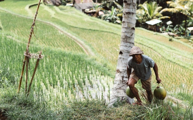 Small farmers are the future of global food security